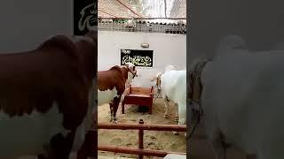 Cinderella And Halima sultan at home #mashallah #cow #love #viralvideo