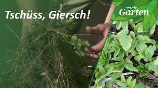 Giersch im Garten bekämpfen | Ruf den Gartenmeister! | MDR Garten