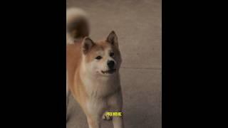 Hachi knew everything at once #film  #movie