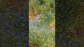 A feast of boran flowers