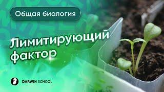 Лимитирующий фактор