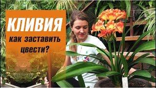 КЛИВИЯ уход в домашних условиях  КАК ЗАСТАВИТЬ ЦВЕСТИ КЛИВИЮ