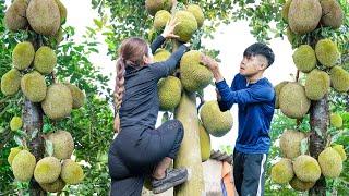 Harvesting 50KG of Honey jackfruit, Use 3-Wheeled Truck to Sell at Countryside Market - Farm Life