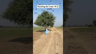 Hunting for crow bird ‍⬛ #hunting #crow #farmer #farming #hunter #bat #fly #birds