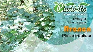 Птелея I Рtelea trifoliata