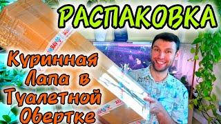 РАСПАКОВКА НОВЫХ САНС / НОВЫЕ СОРТА САНСЕВЬЕРИЙ / 