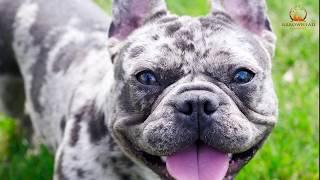 World Famous French Bulldog - Blue Tomahawk