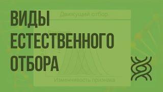 Виды естественного отбора. Видеоурок по биологии 11 класс