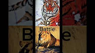 siberian tiger vs barbary lion