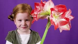 Roberta's 2024 Jumbo Dutch Amaryllis Bulb W/ Holiday Tin on QVC