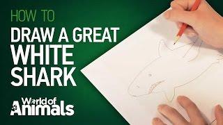 How to draw a great white shark