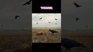 Hen vs Crow! Who Will Win?