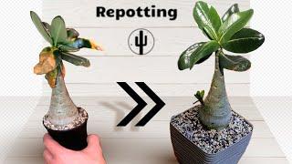 Пересадка Адениума / Adenium repotting