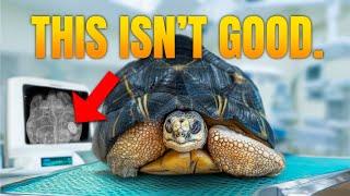 Tortoise Fights for Life After Emergency Transfer to NJ: X-Ray Reveals Shocking Mystery!