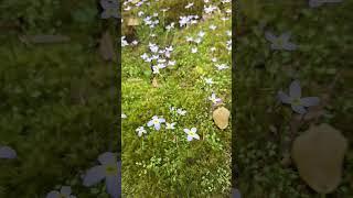 Moss garden featuring Quaker ladies/bluets (Houstonia caerulea)