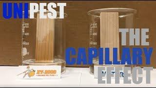 How Orange Oil Kills Termites with the Capillary Effect Santa Clarita Termite Control Series