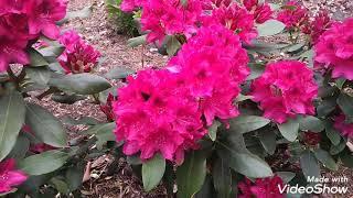 Рододендрон Rhododendron 'Nova Zembla'