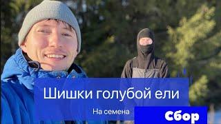 Сбор шишек голубой ели на семена