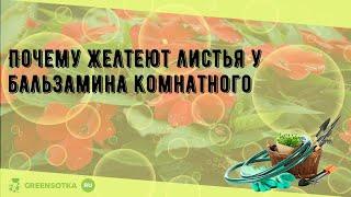 Почему желтеют листья у бальзамина комнатного