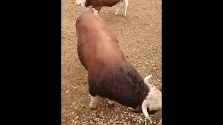 VIDYOGA LAYQ BOSIB TARQATIB YUBORING