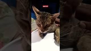 cat lovers #cat #catlover