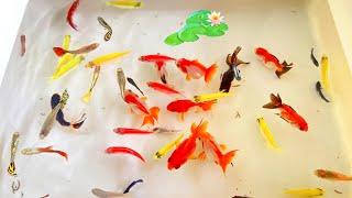 Amazing Catching Tiny Loach Video, Koi Fish, Turtles In Caves, Angelfish, Guppies | Fishing Video