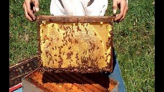 Under Managed Bee Yard (Part 1)