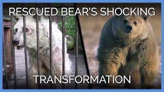 Rescued Bear's Shocking Transformation | PETA Animal Rescues