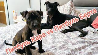 Щенок Питбуля Кара vs Питбуль Бертруда.