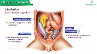 Descent Of Gonads (Animation) : Physiology / USMLE Step 1