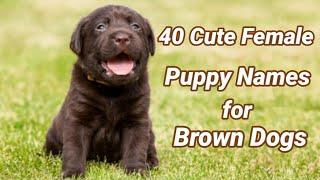 40 Cute Female Puppy Names for Brown Dogs| Unique Female Brown Dog Names  with Pronunciation