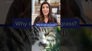 Why do cats eat grass? (Vet Reveals)  #shorts