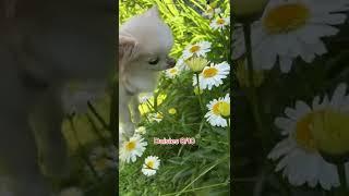 Stop and smell the flowers with a tiny chihuahua 