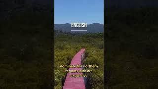 The largest forests in the world #nature #forest #information #info #amazonforest #naturelovers
