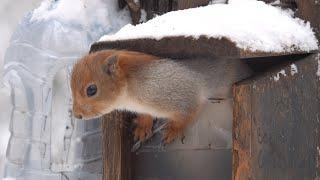 Немного про белку и кормушку / A little bit about the squirrel and the feeder