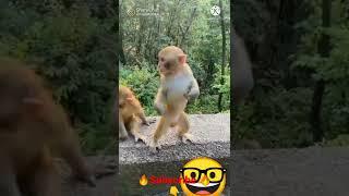 monkey video status || monkey Rani funny video|| funny comedy monkey #shorts #trinding #ytshorts