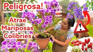 La Planta de la Que Nadie HablaToxica pero Con Grandes Beneficios #jardineria #gardening