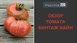 Томат Винтаж вайн. Сладкий биколор!