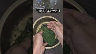 죽은깻잎살리기#지잡대