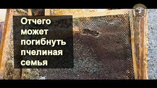 Отчего может погибнуть бессмертная пчелиная семья Браковка пчелиных сотов