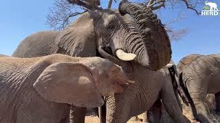 Elephant Huddles & Hierarchies