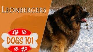 Dogs 101 - LEONBERGER - Top Dog Facts About the LEONBERGER