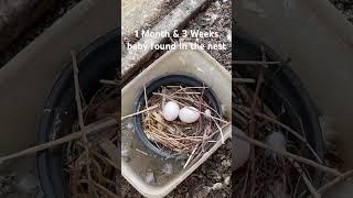 1 Month & 3 Weeks baby found in the Nest