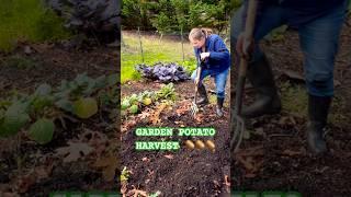 Potato Harvest from My Garden #shorts #harvest #gardening #growyourownfood #potato #homestead