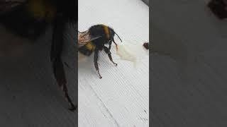 Откармливаем шмеля мёдом  / Bumblebee eats honey 