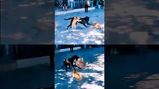 Dog vs Cat – The Unexpected Ending!
