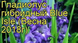 Гладиолус гибридный (Blue Isle). Краткий обзор, описание характеристик, где купить луковицы