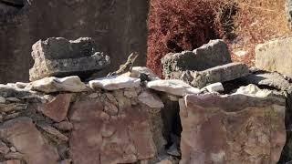 Agama Lizard running on a wall in Cyprus