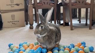 Flemish Giant Rabbit First Day Exploring His New Home