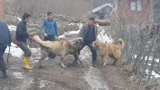 dogs fighting